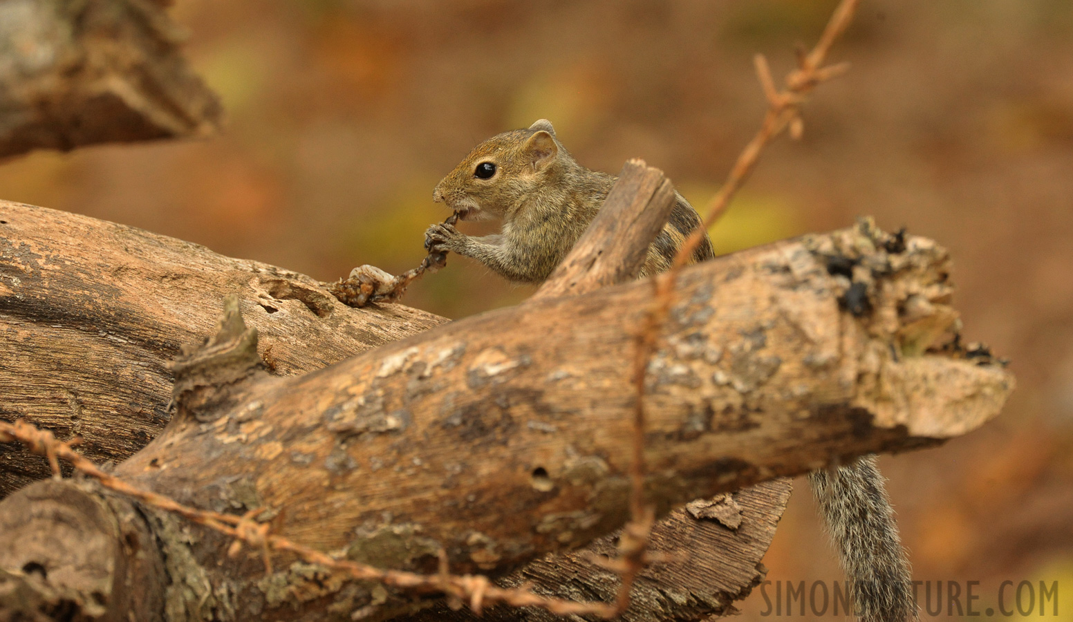 Funambulus palmarum brodiei [550 mm, 1/400 sec at f / 8.0, ISO 2500]